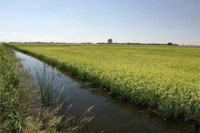 A rice crop on a property at Deniliquin in NSW, 2007. This crop is partly watered using bore water.