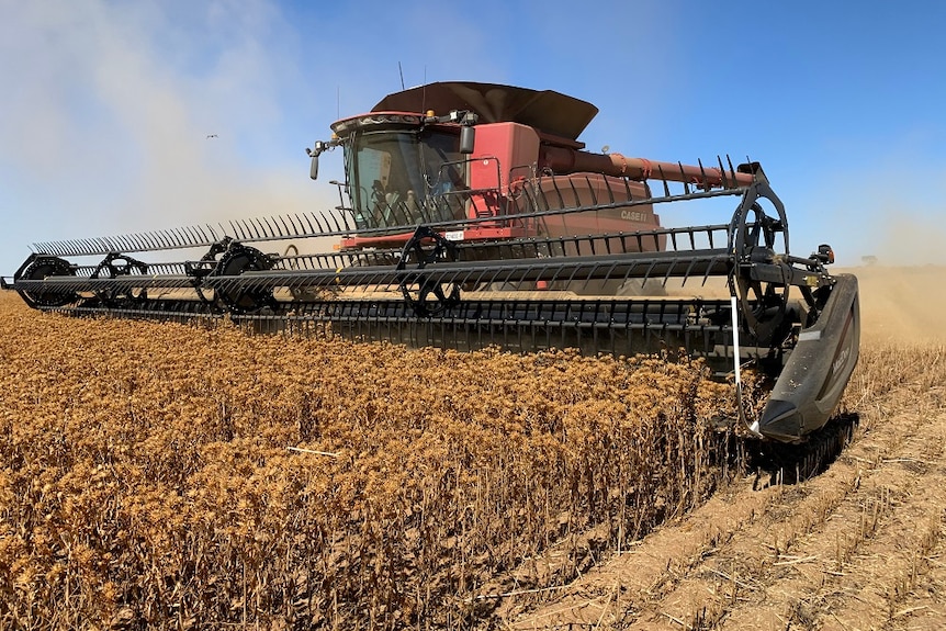 A harvestor moving through a safflower crop.