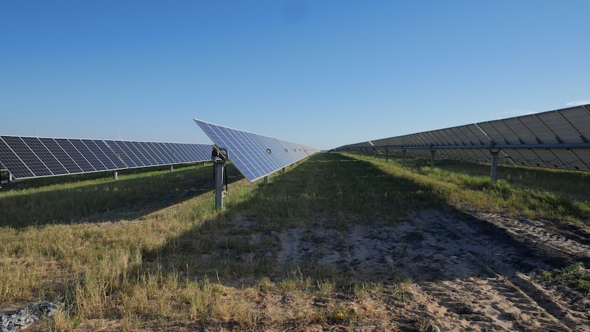 Two rows of solar panels stand in a field with the sun shining