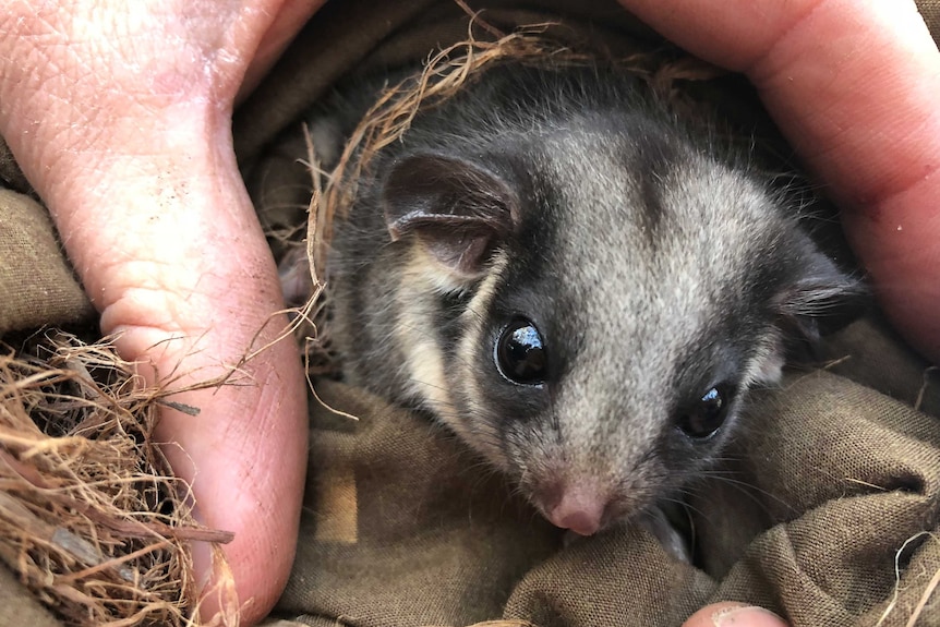 A leadbeater's possum between a carer's fingers