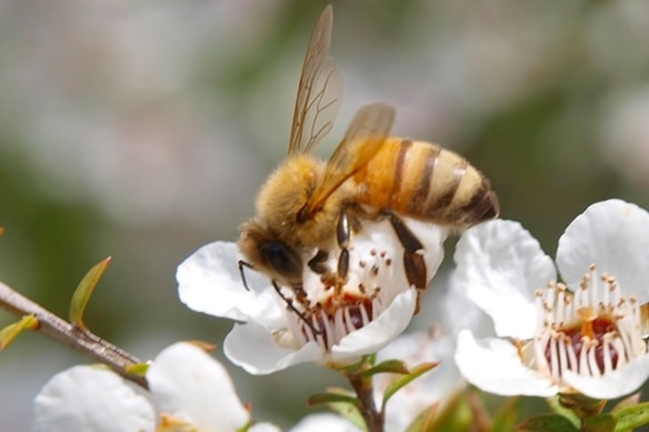 A bee pollinates a tea tree flower.