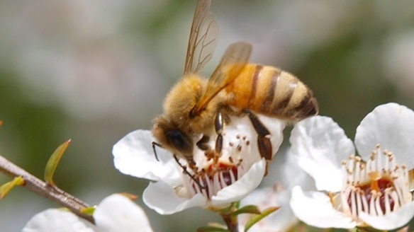Hopes a manuka honey summit between Australia and New Zealand could end sticky trademark situation