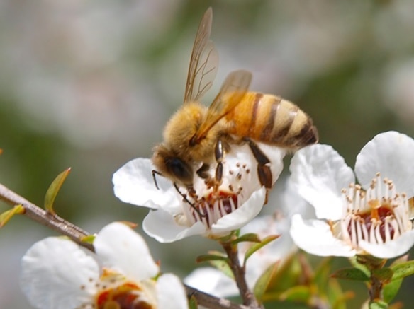 A bee pollinates a tea tree flower.