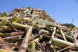 sugar cane in bin
