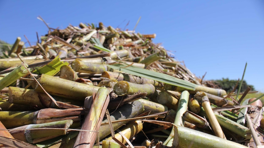 sugar cane in bin
