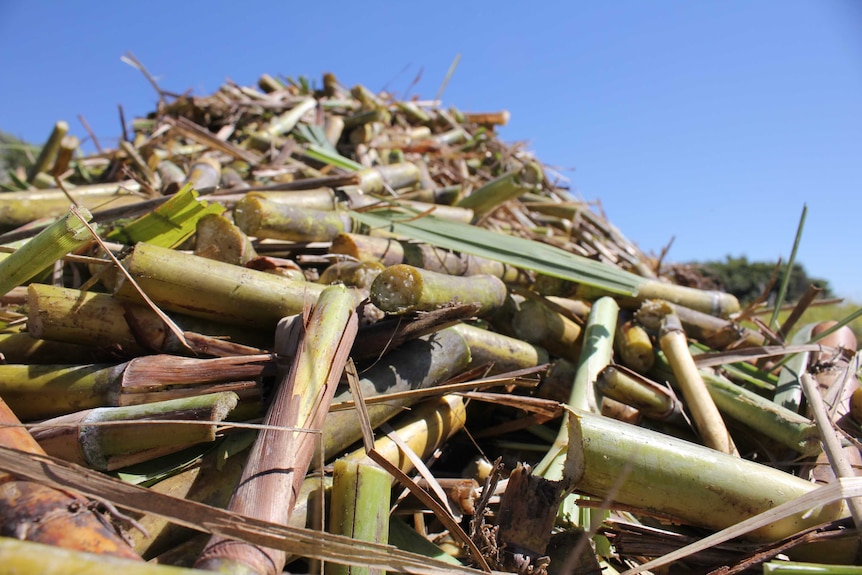 Sugar cane in bin.