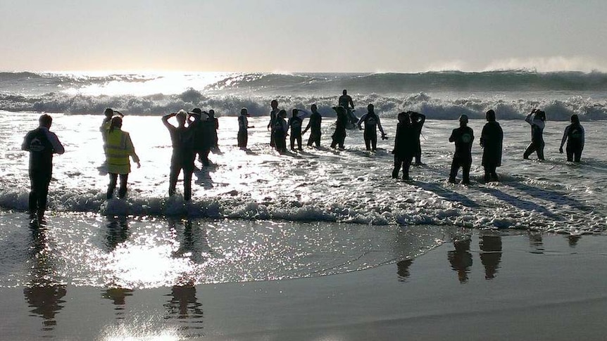 Humpback whale rescue