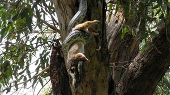 A possum losing a battle with a python