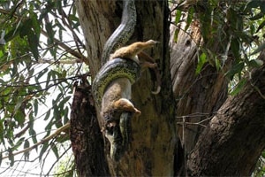 A possum losing a battle with a python