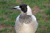 A side-on close-up shot of a magpie.