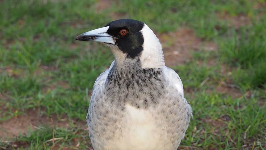 A side-on close-up shot of a magpie.
