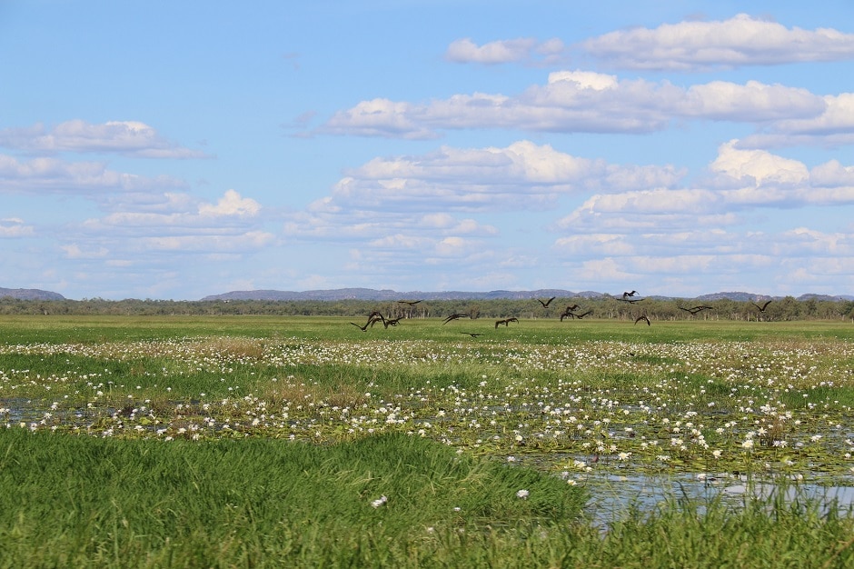 Water levels on the Magela floodplain and connected billabongs look lush but are extremely low