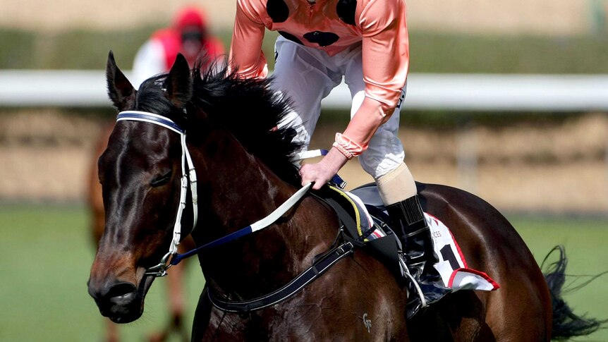 Black Caviar returns to scale after Crockett Stakes
