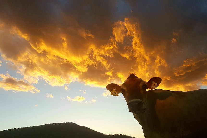 A Jersey cow looking into camera in front of a sunrise.