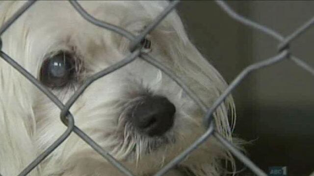 A dog behind a fence