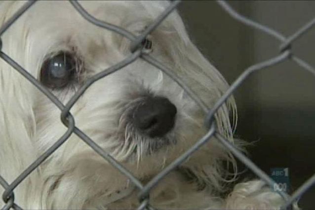 More than 225 people have signed a petition opposing the boarding kennel.