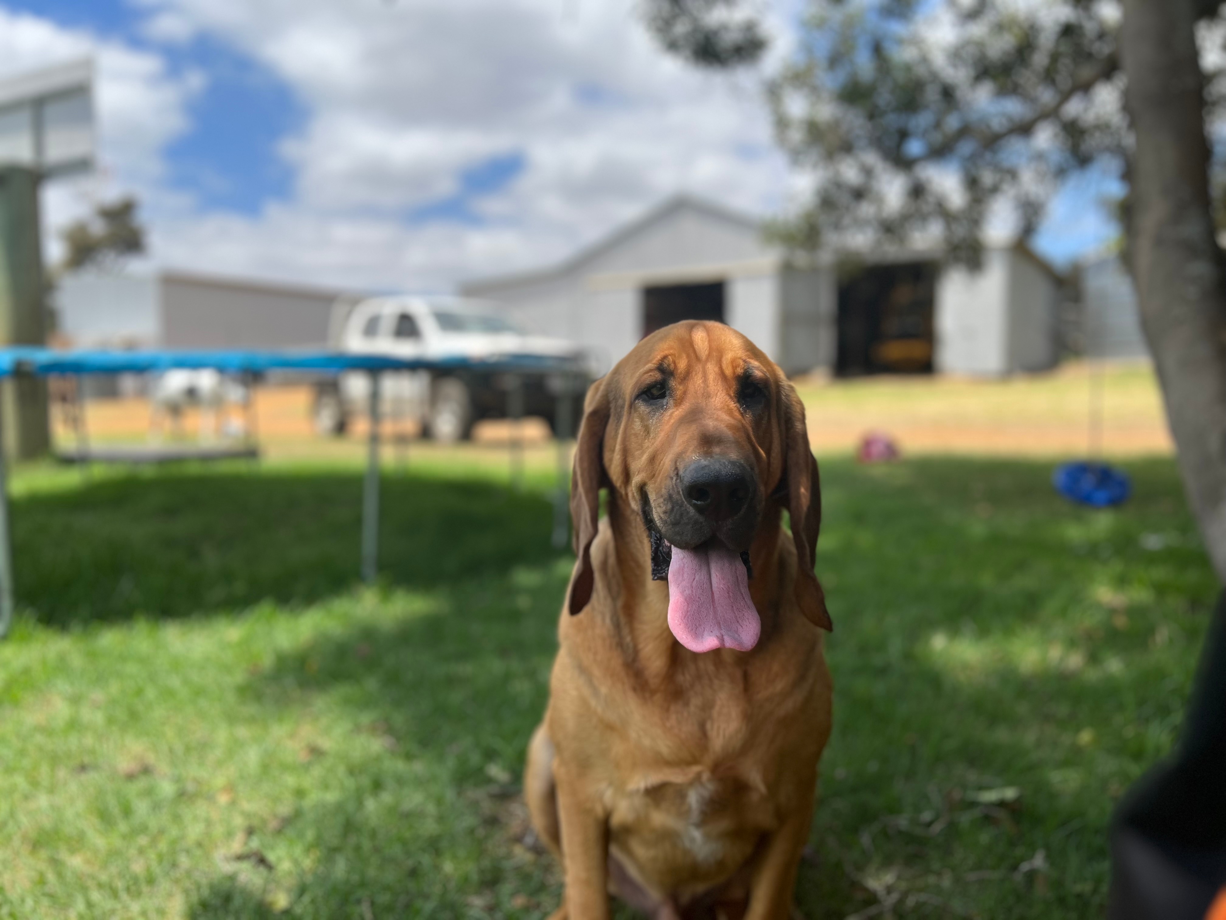 Tan bloodhound dog looking at camera sitting on grass with tongue hanging out