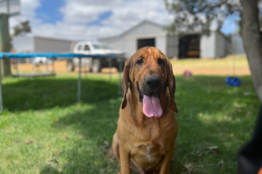 Tan bloodhound dog looking at camera sitting on grass with tongue hanging out