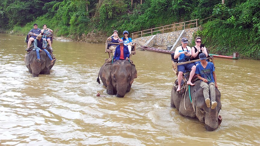 An elephant caravan moves down the Nam Khan River in the north of Laos.