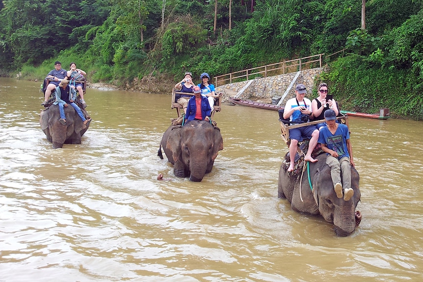 An elephant caravan moves down the Nam Khan River in the north of Laos.
