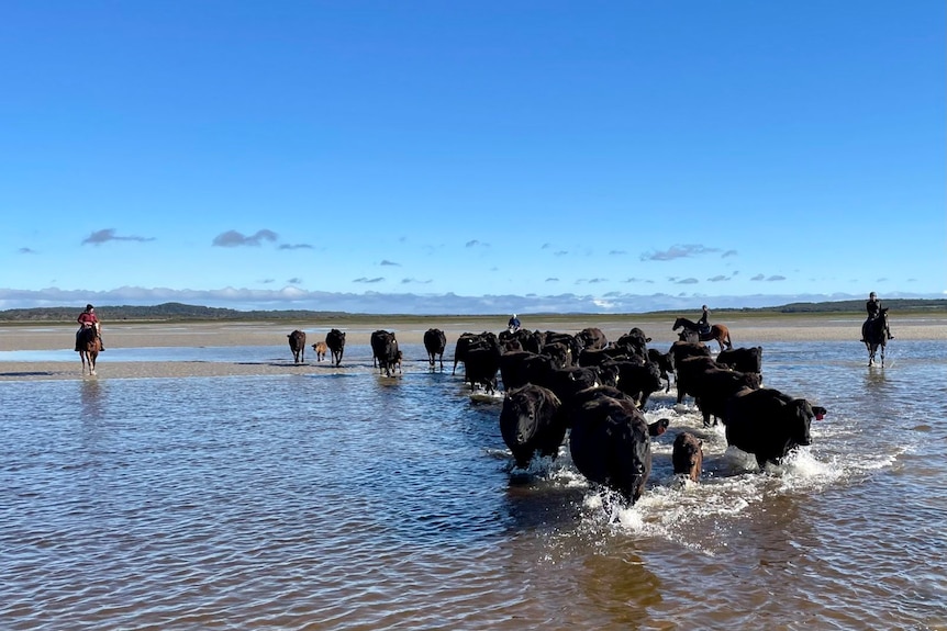 A herd of black cows are wading through shallow water. There's a team of horse riders around them - mustering them through 