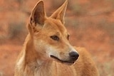 A dingo in outback Australia