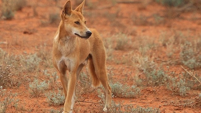 A dingo in outback Australia