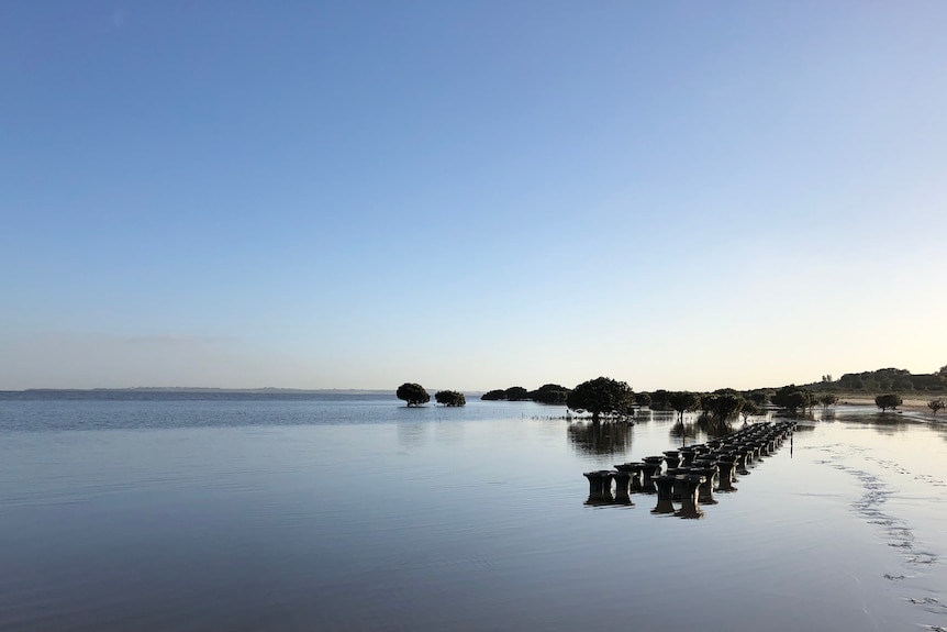 At dawn, you view a still bay with two straight rows of vase-like mangrove planters lightly submerged in the water.