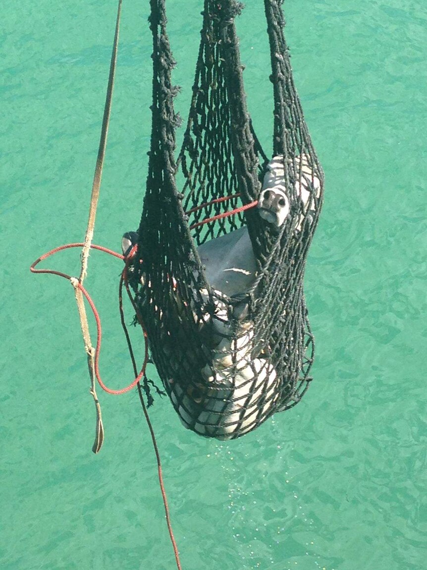 A male cow in the sea.