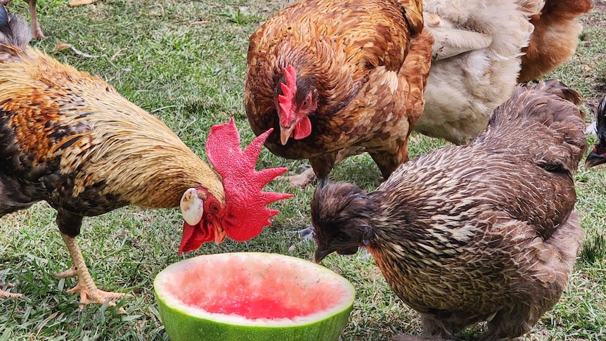 Several chickens and a rooster are seen pecking into a watermelon half, as a white retriever dog sits content behind them.