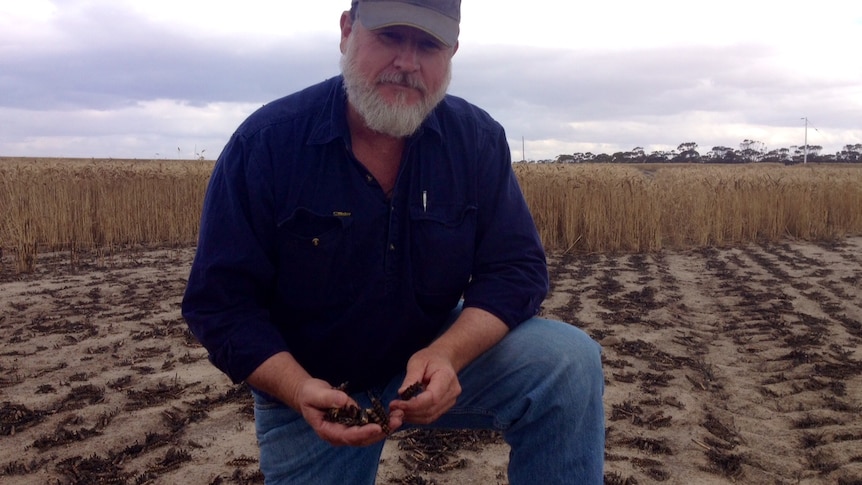 Farmer kneeling on burnt ground with crop standing behind him