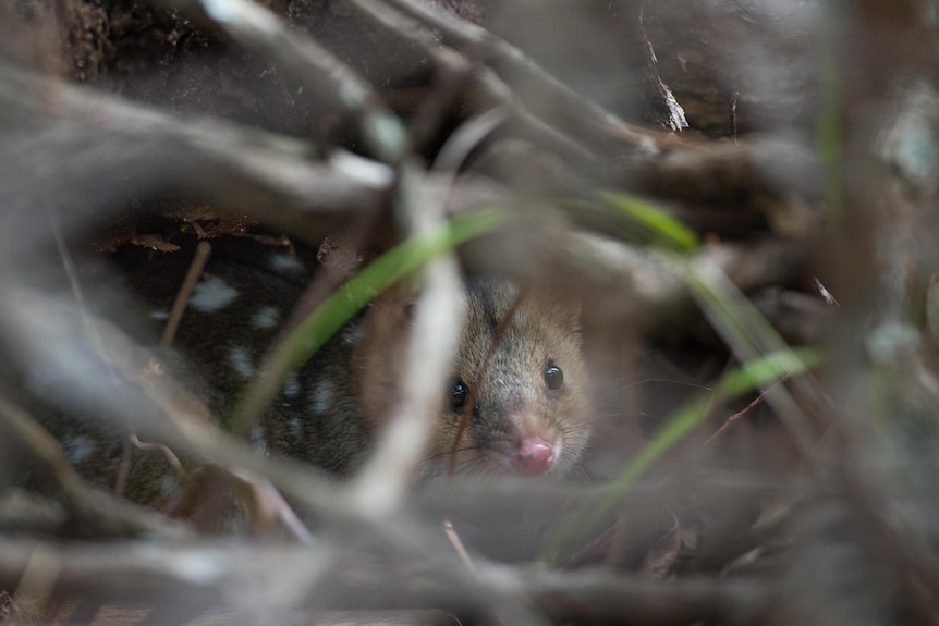 A small marsupial with a pointy nose and white spots on its brown fur looking through layers of grass