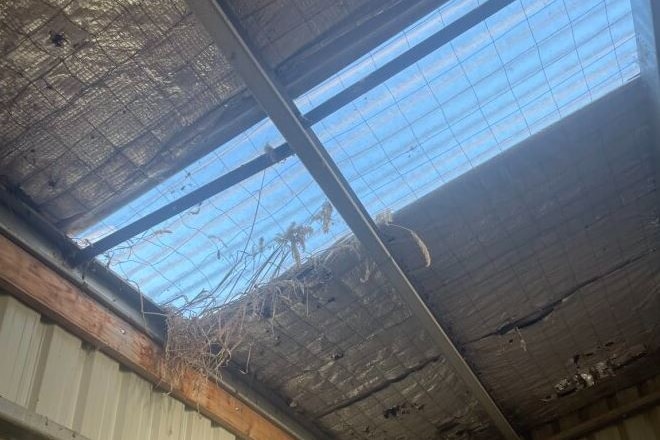 A rotting roof in an old sheep shed.