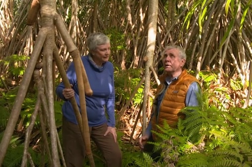 Jane Edmanson holding root of tree talking to man on the right illustrating our Gardening Australia episode recap.
