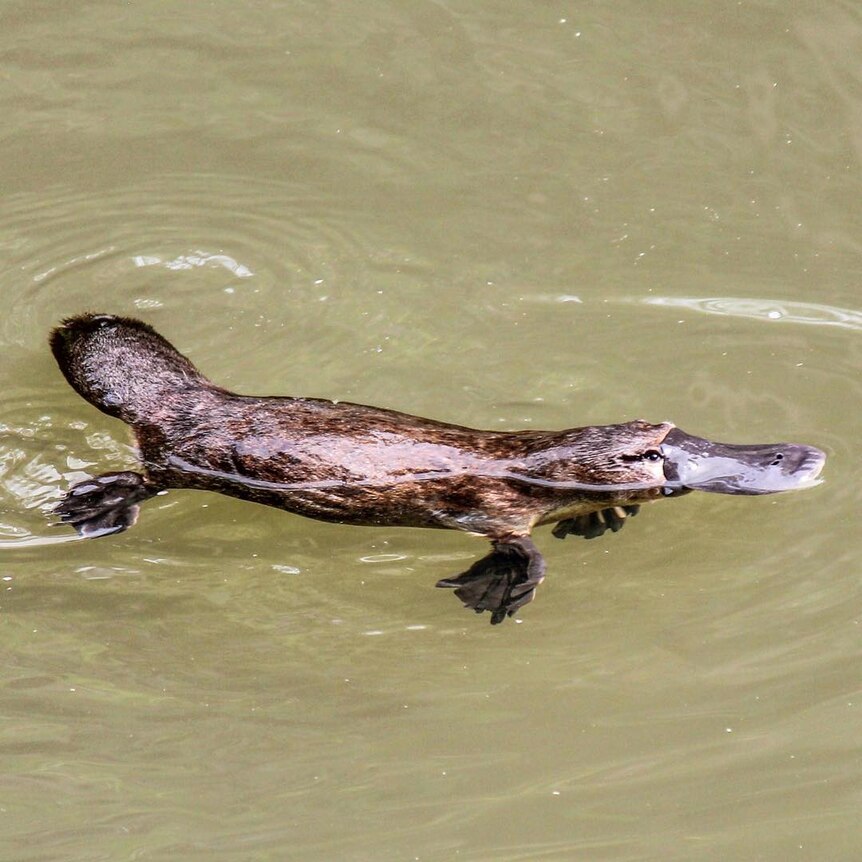 Platypus swimming in brown water