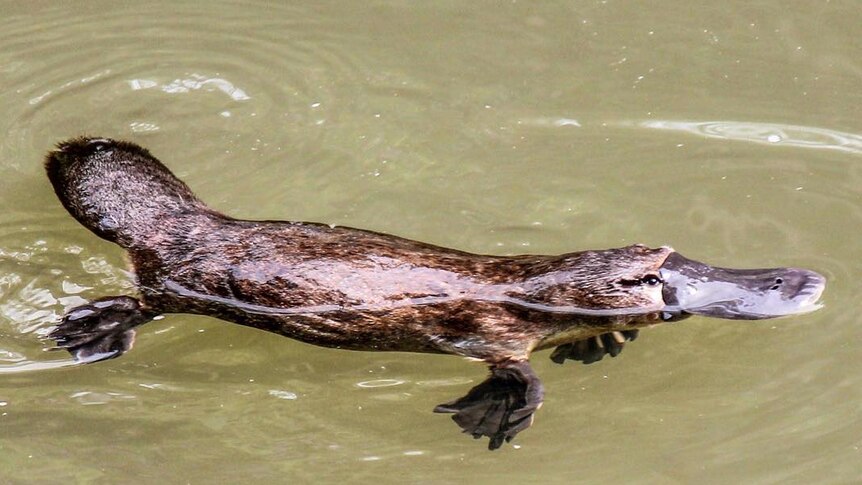 Platypus swimming in brown water