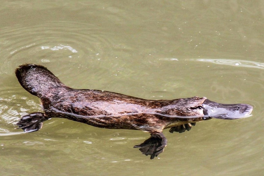 Platypus swimming in brown water