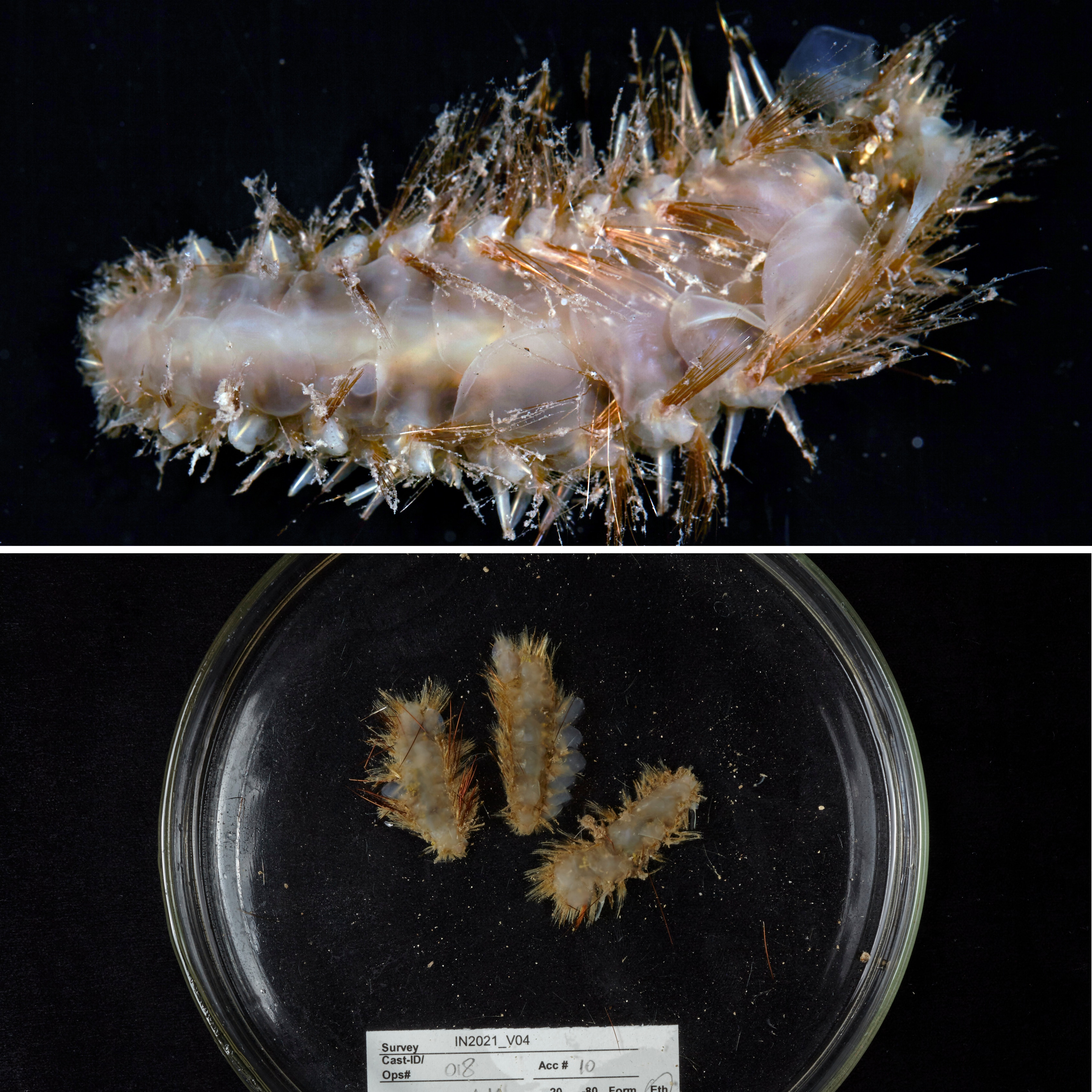 A mosaic of two images of a spindly, semi-translucent worms, one close up and the other in a petri dish.