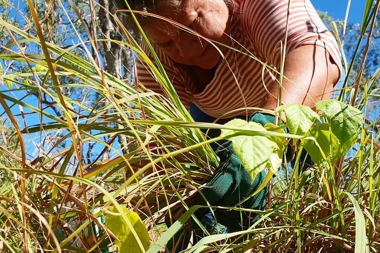 Pat Torres harvesting bush food