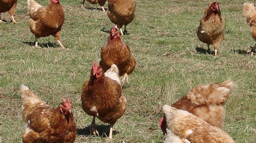 ACCC rejects free range applying to 20,000 hens per hectare