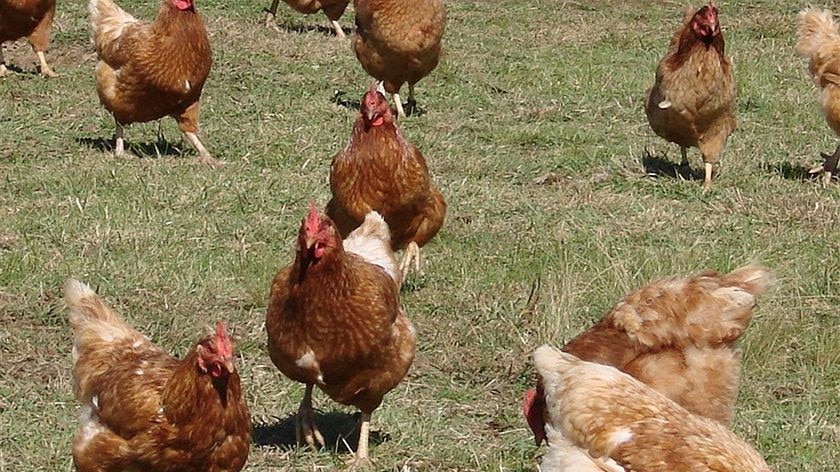 The ACCC is taking action against Ecoeggs over their 'free-range' labelling