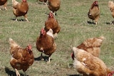 The ACCC is taking action against Ecoeggs over their 'free-range' labelling