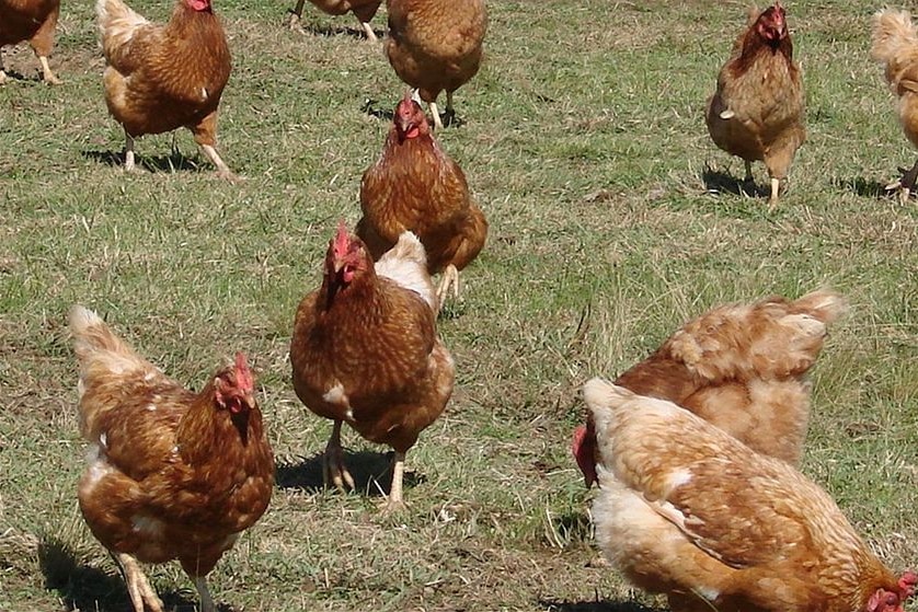 Definition of 'free-range' under question