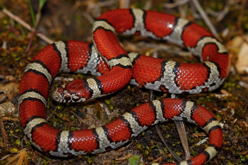 A small red snake with white and black rings curled up on the ground outside surrounded by leaves and sticks.