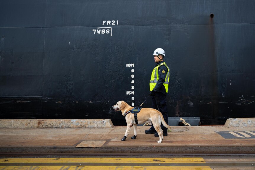 A person in a hi-vis vest and white hard hat walks alongside a port with a golden retriever sniffing dog besides them