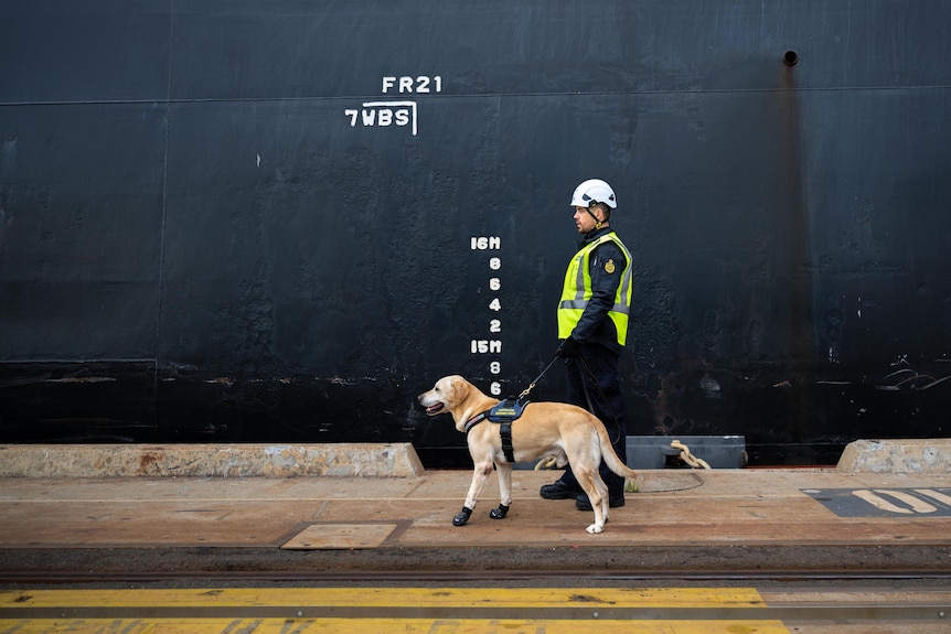 A person in a hi-vis vest and white hard hat walks alongside a port with a golden retriever sniffing dog besides them