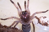 Venom from Australian Tarantula in insecticide research