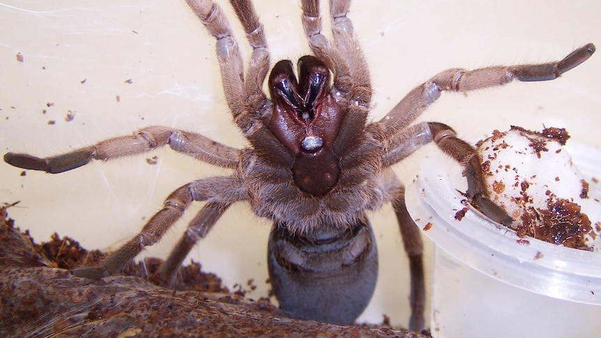 Venom from Australian Tarantula in insecticide research