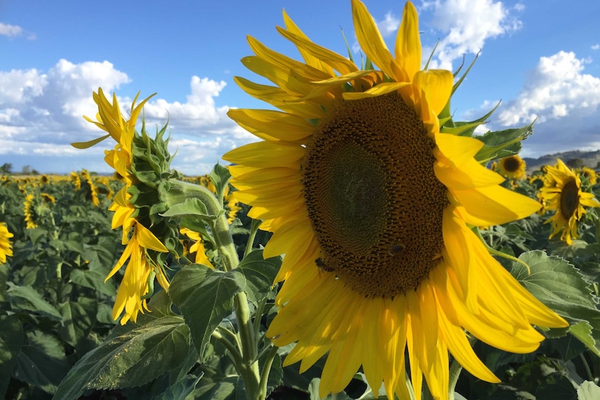 Bees are feeding on a sunflower in a field of sunflowers growing in the North Burnett.