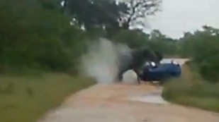 Screenshot of elephant overturning car in Kruger National Park in South Africa.